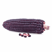 Maïs violet sous forme de grains (Kg)